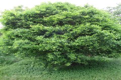 Pleiospermium alatum